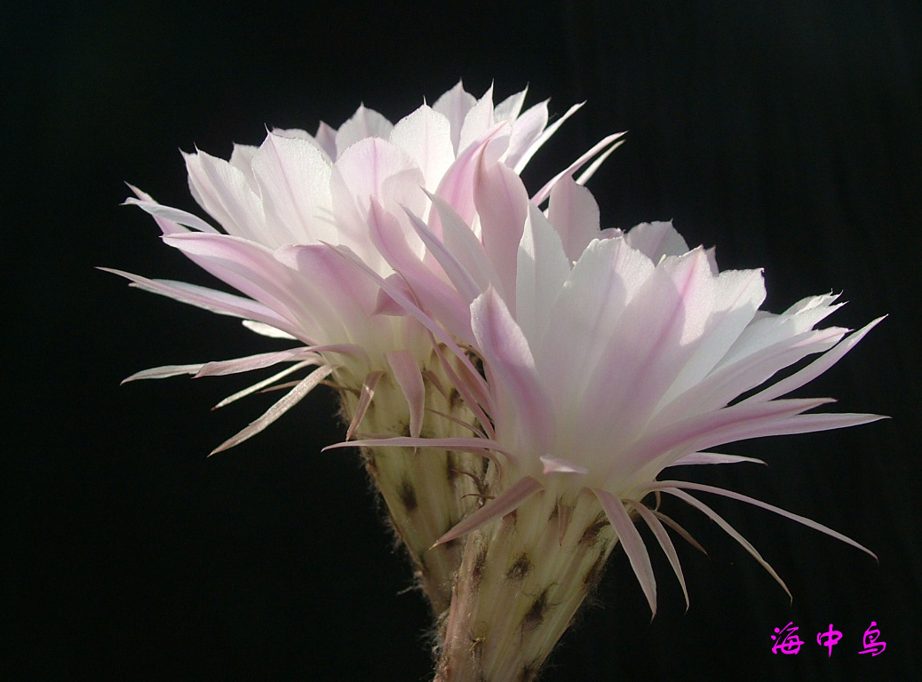 仙人球花 006.jpg