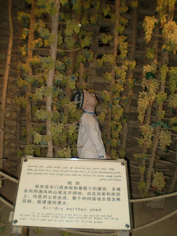 葡萄干是这样晾成的.JPG