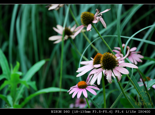 DSC_0387.jpg