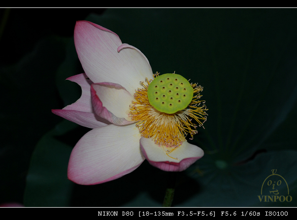 DSC_0372.jpg