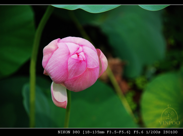 DSC_0200.jpg