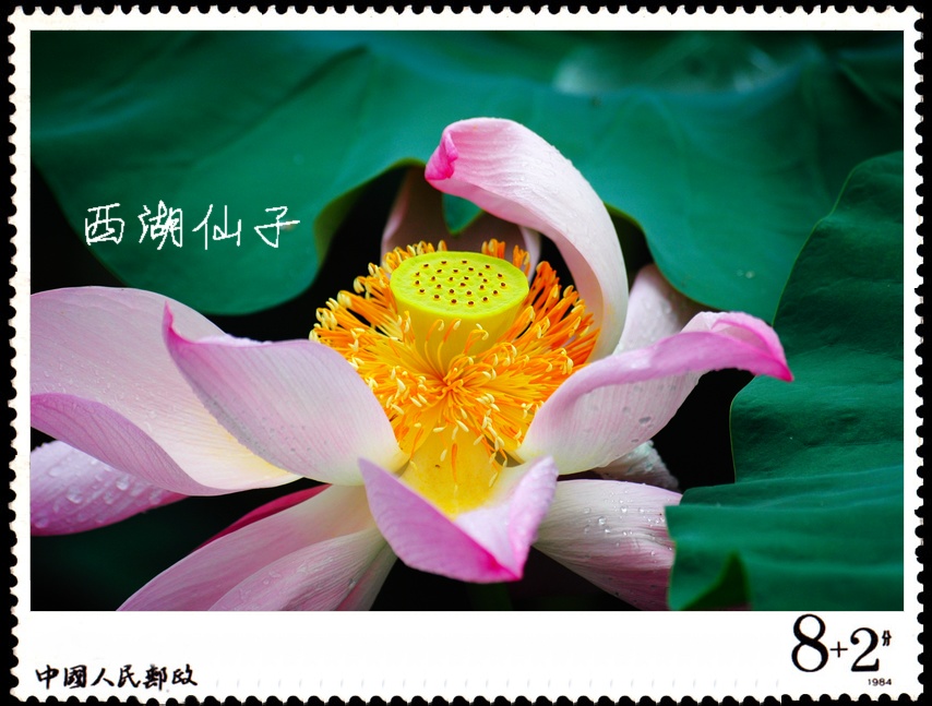 西湖仙子A.jpg