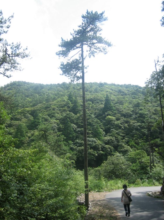 高原松树,好高啊
