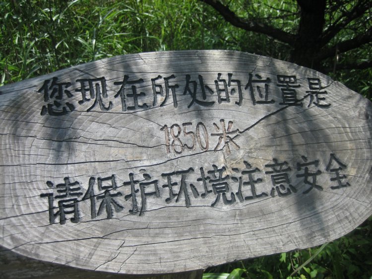 1850米了,到了这里树已经不高,了,都是灌木了