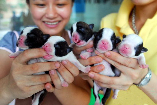 5只幼犬