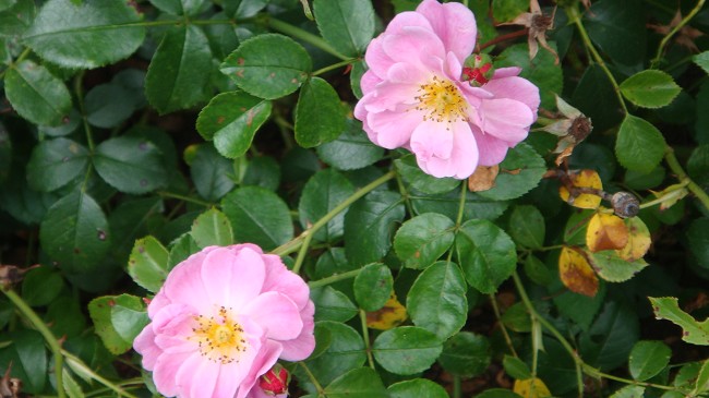 花花