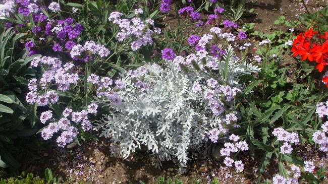皇宫里的花花