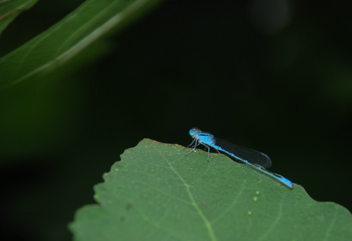 DSC_0218.JPG