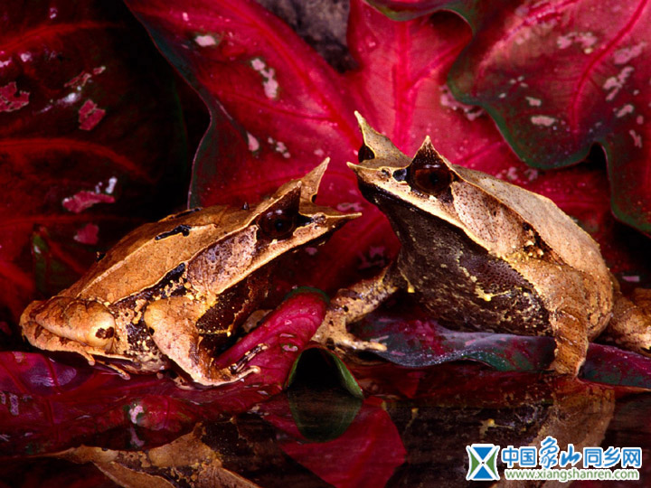 frog009.jpg