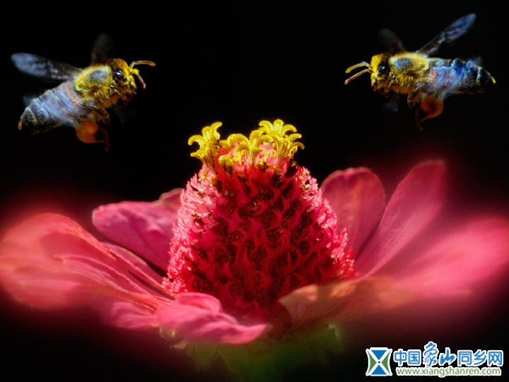 insect_1017.jpg