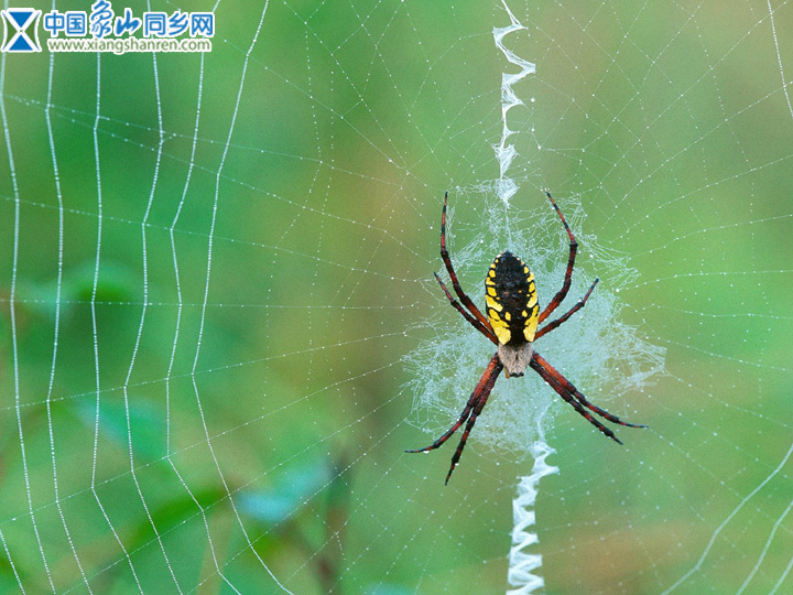 insect_1020.jpg