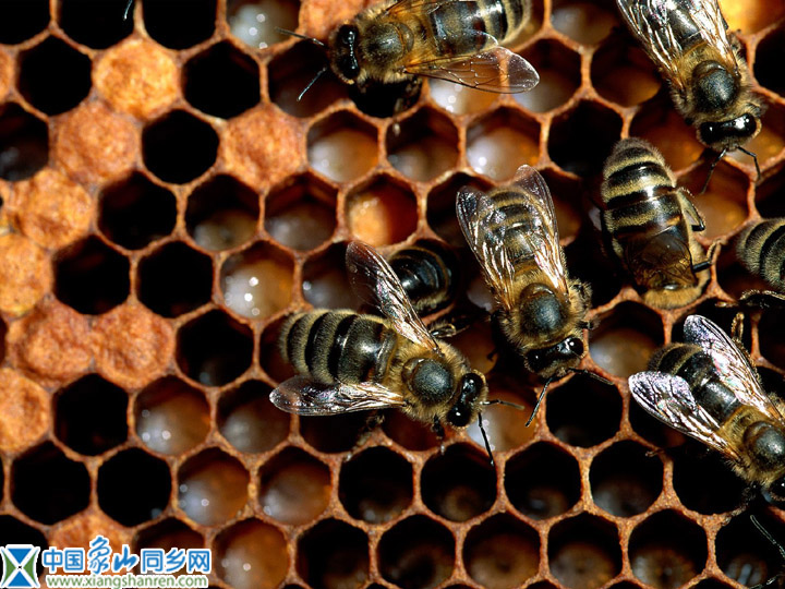 insect_1005.jpg