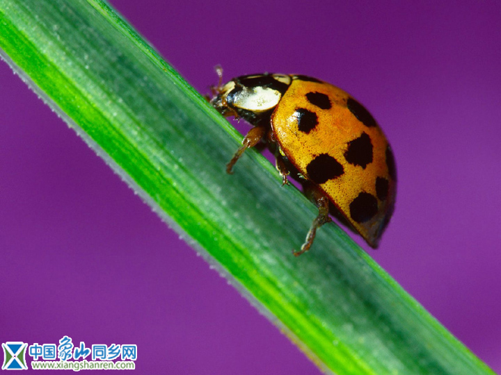insect_1014.jpg