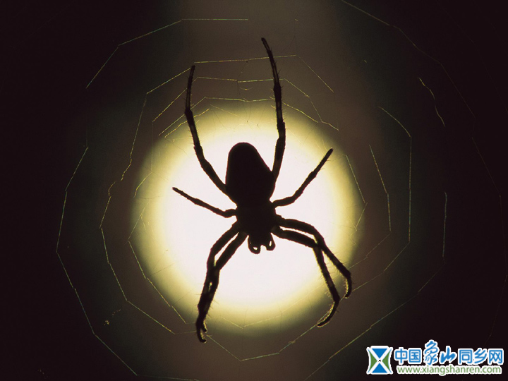 insect_1019.jpg