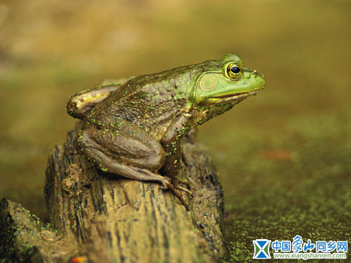 frog006.jpg