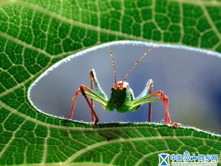 insect_1003.jpg