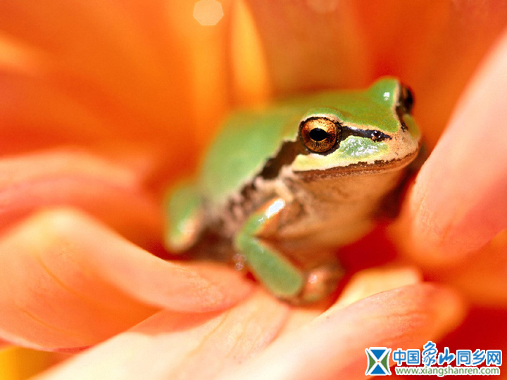 frog012.jpg