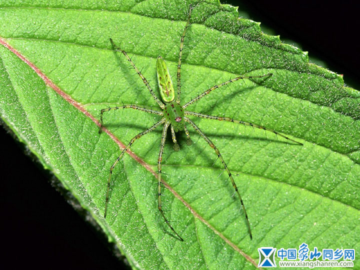 insect_1002.jpg