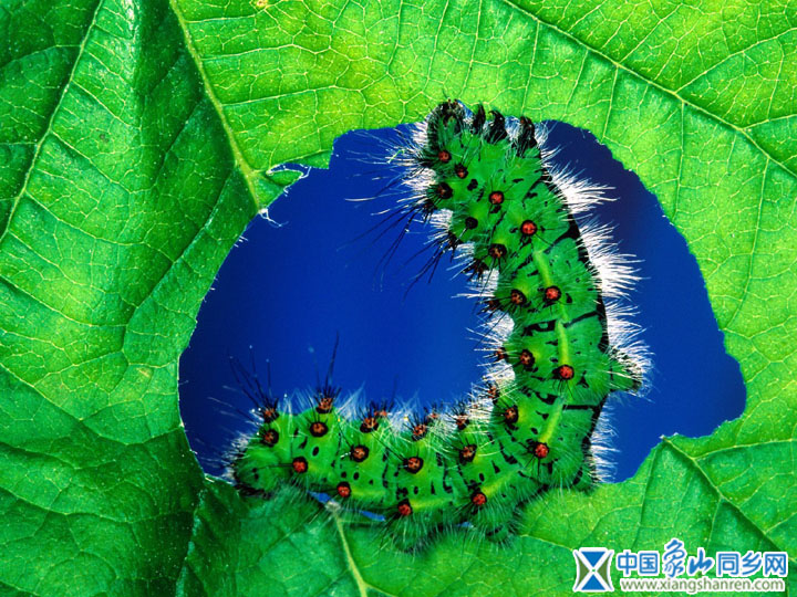 insect_1004.jpg