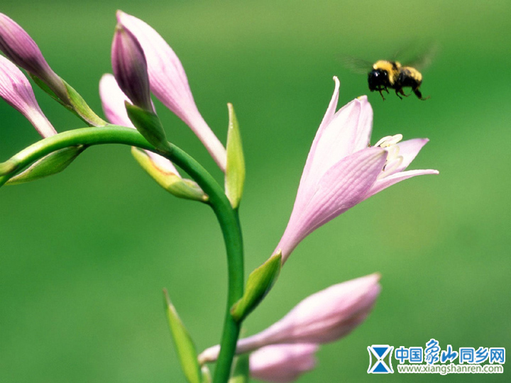 insect_1012.jpg