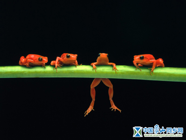 frog007.jpg