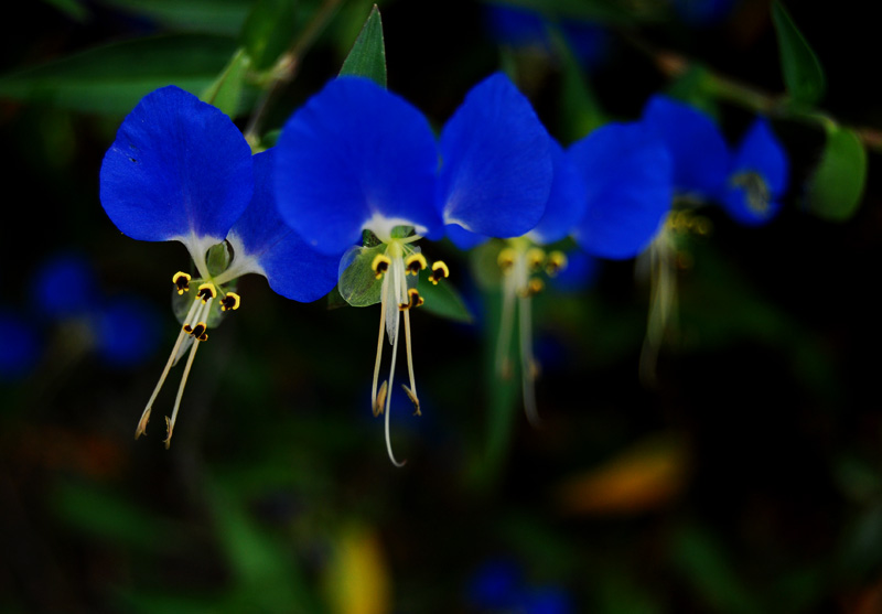 蝴蝶花03.jpg