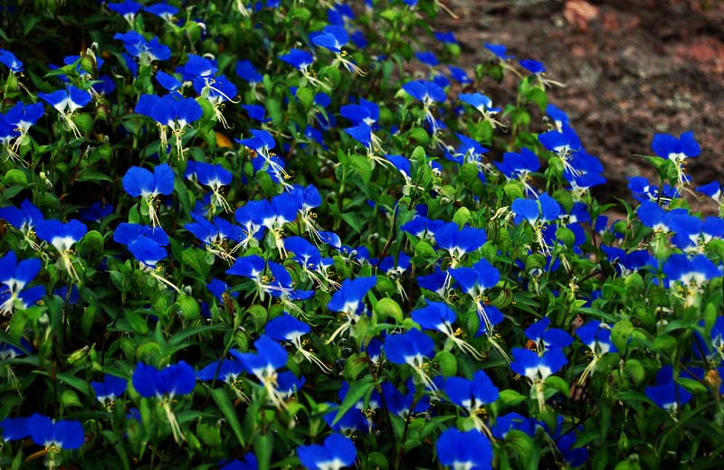 蝴蝶花01.jpg