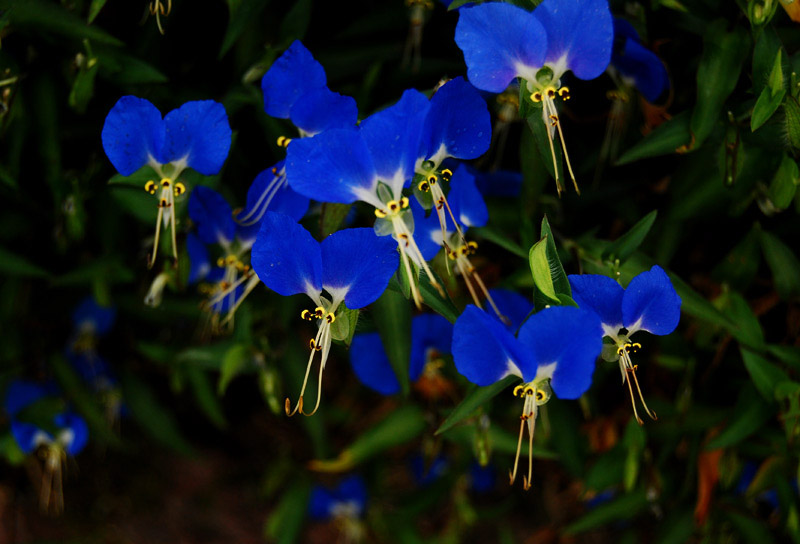 蝴蝶花02.jpg