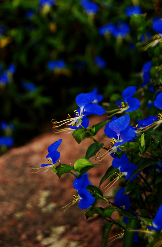 蝴蝶花05.jpg