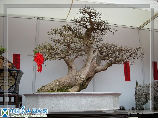 树桩金2.jpg