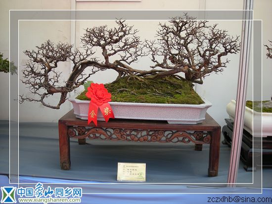 树桩金16.jpg