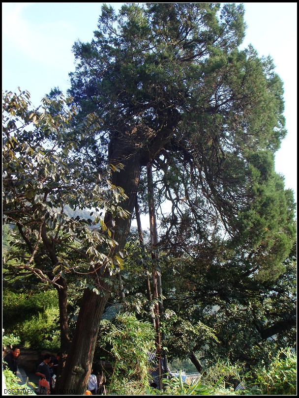 拐杖树