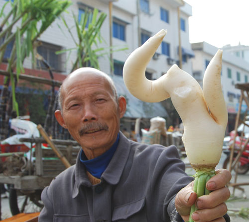 萝卜长得象镰刀
