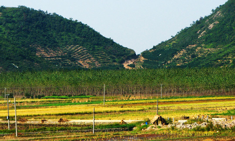 杨树林.jpg
