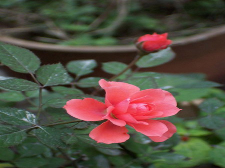 红月季: 情人节首选花卉，爱情的信物、爱的代名词，象征爱情和真挚纯洁的爱。