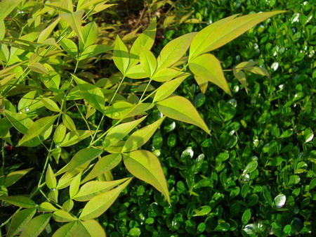 南天竹:  茎杆光滑，清枝瘦节，秋风萧瑟，红叶满枝，红果累累，经久不凋，象征长寿。