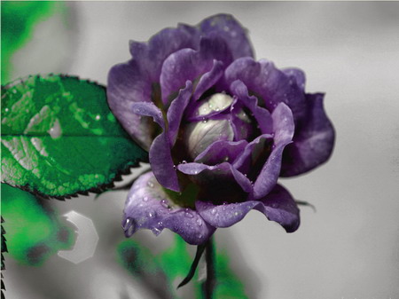 蓝紫色月季： 表示珍贵、珍稀；月季花姿秀美、花色绮丽，有“花中皇后”之美称。