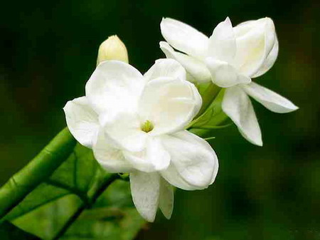 茉莉花: 象征优美。西欧花语是和蔼可亲；菲律宾国花，常将茉莉花环挂在客人项间以示欢迎和尊敬。