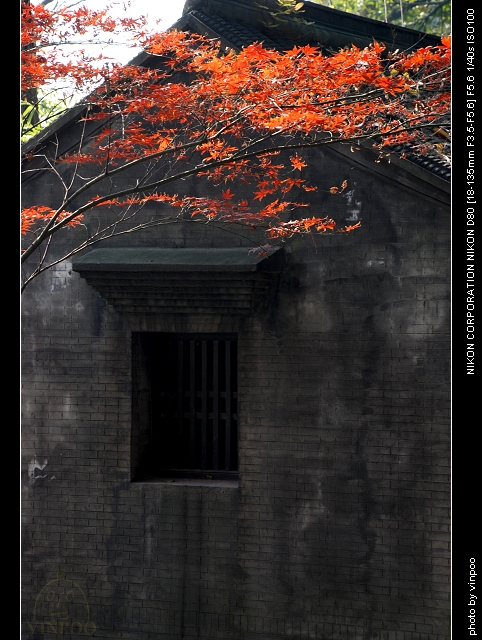 秋摄14.jpg