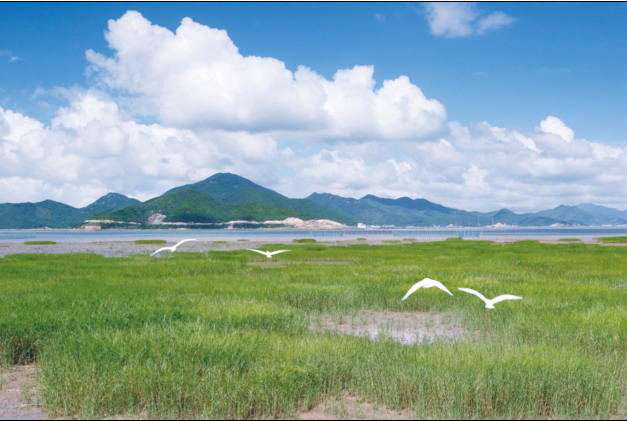 莲花鹭影
