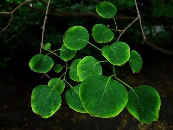某个草坛的某个植物.jpg