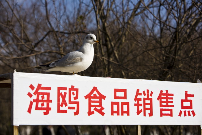 海鸥食品销售员.jpg