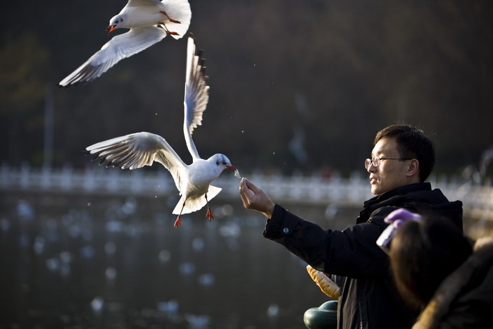 人鸥情3.jpg