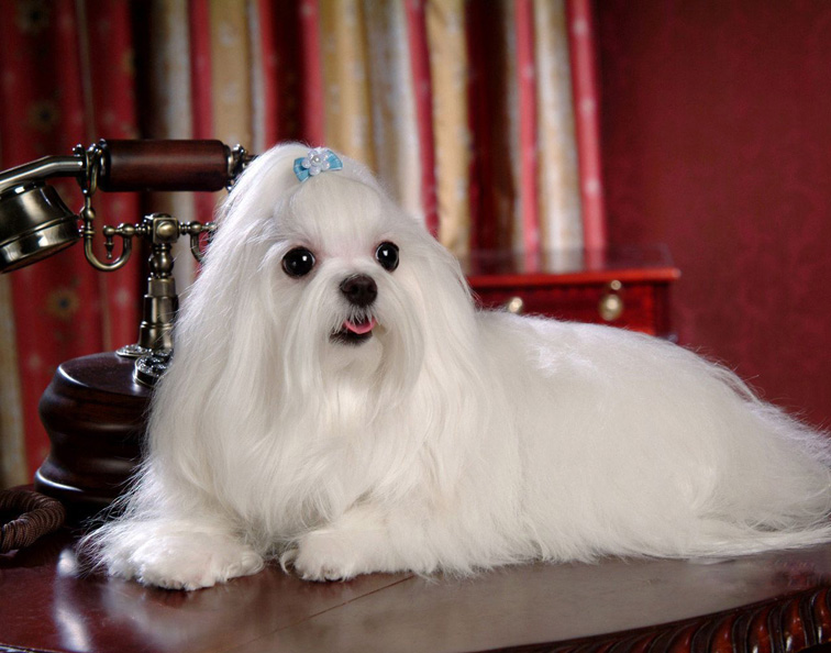 马尔济斯犬n01.jpg