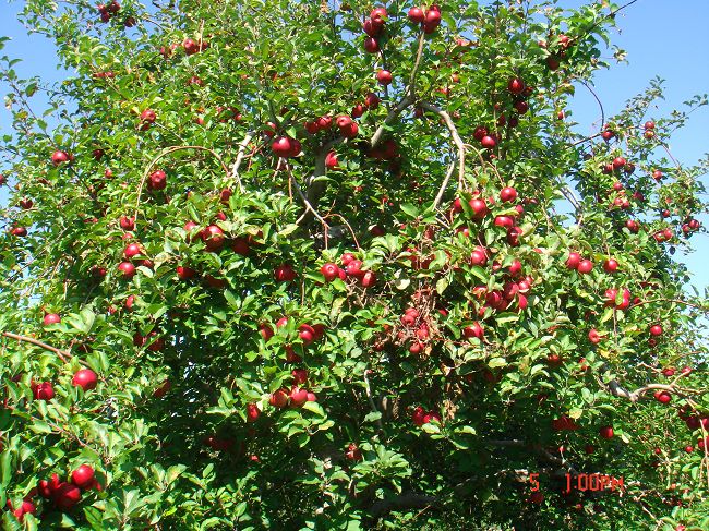 DSC02506.jpg