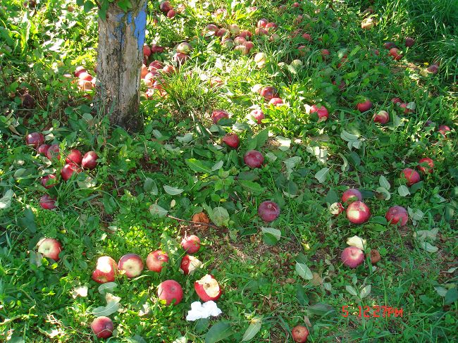 DSC02484.jpg