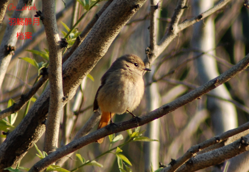 DSC_0096.jpg