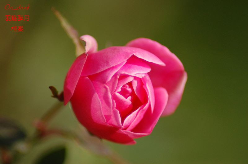 DSC_0002.jpg