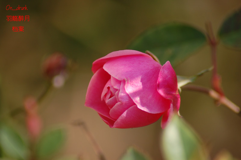 DSC_0009.jpg