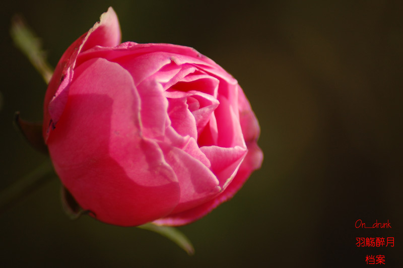 DSC_0007.jpg